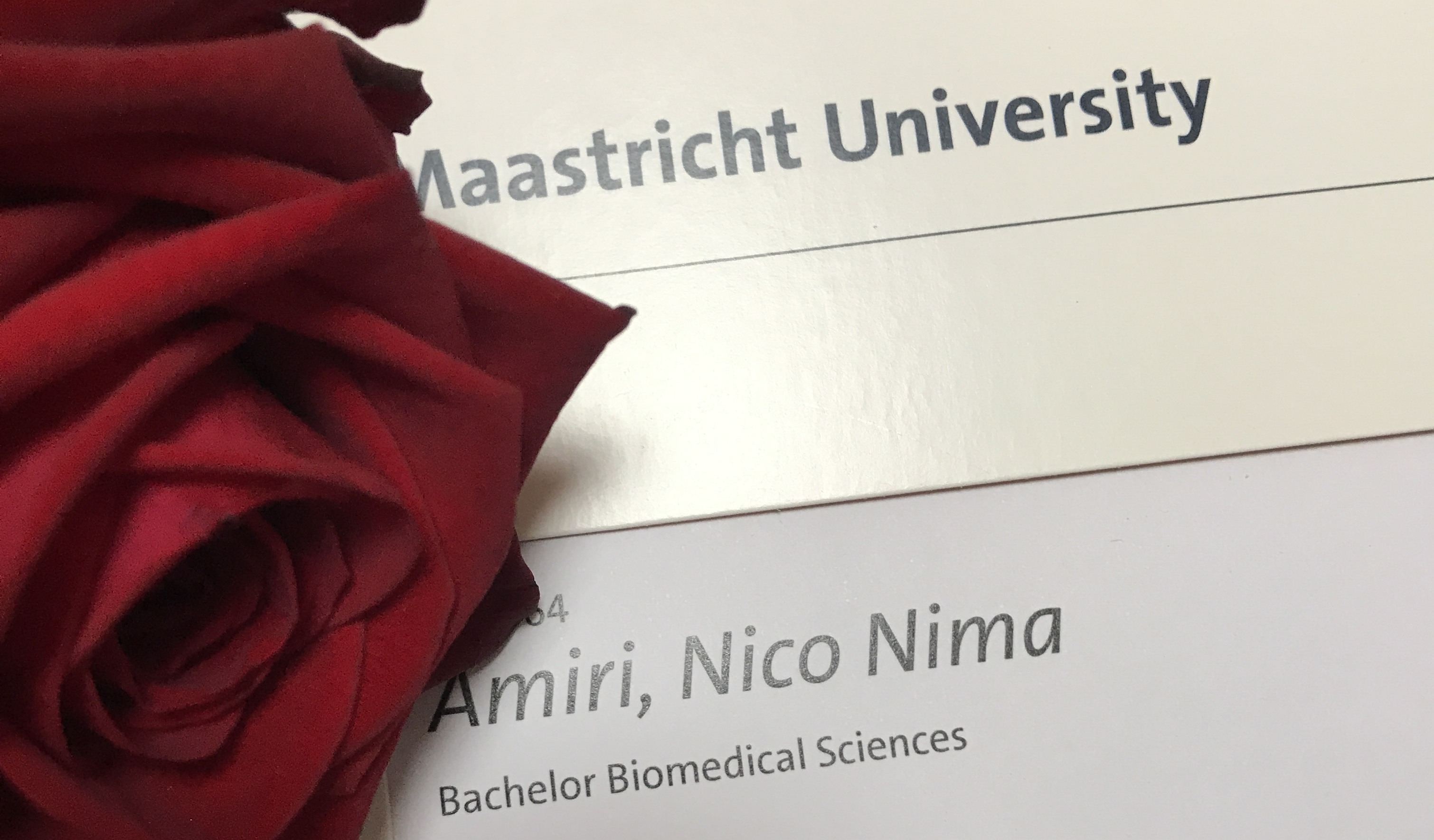 Foto: Zeugnis des Bachelorabschlusses von Nico Amiri, in Mappe und mit Rose